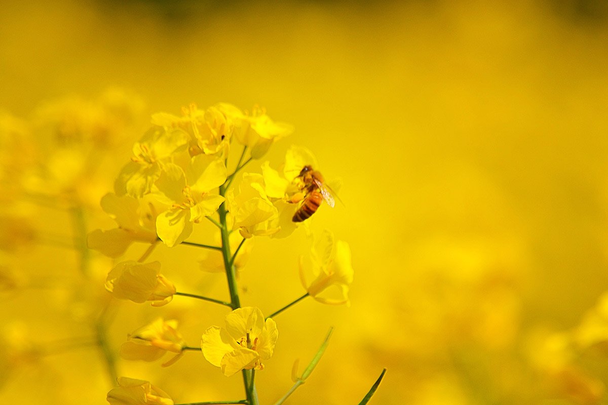 bee-2021-04-05-17-30-39-utc-1.jpg