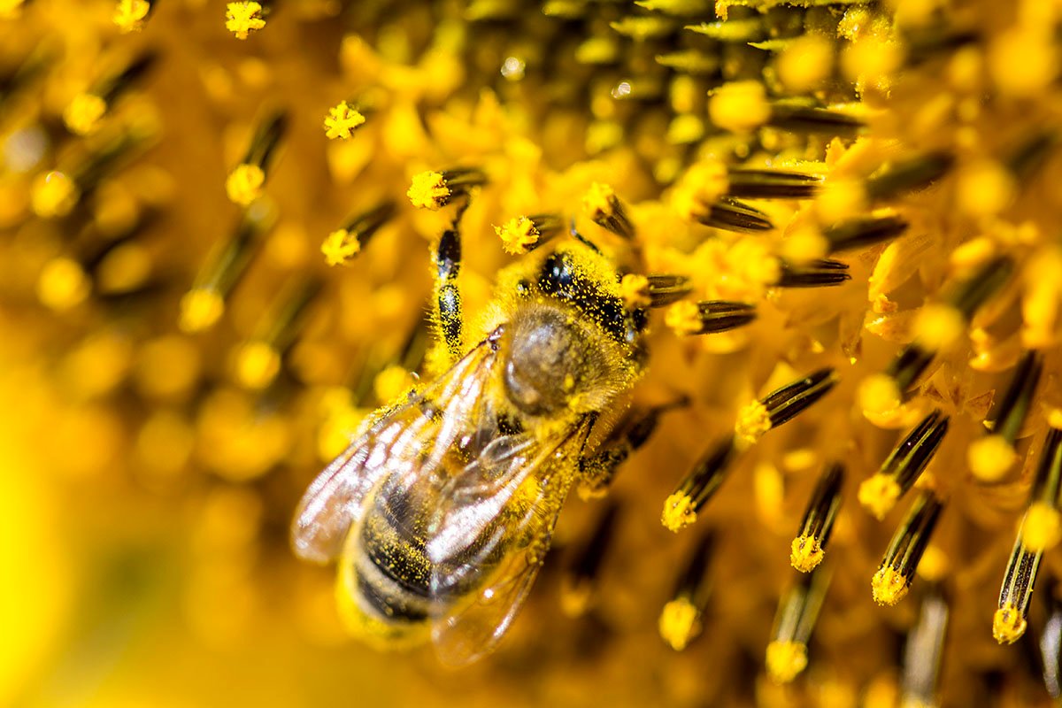 bee-on-a-sunflower-PFL2ELD-1.jpg